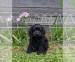 Puppy Bella Cock-A-Poo