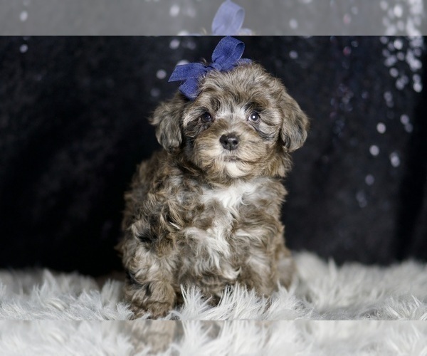 Medium Photo #80 Morkie Puppy For Sale in WARSAW, IN, USA