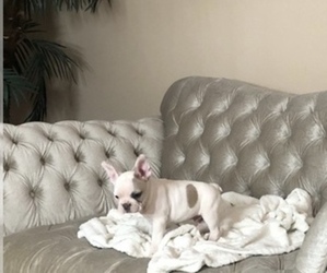 French Bulldog Puppy for sale in LAS VEGAS, NV, USA