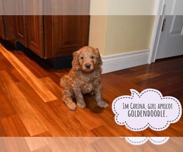Medium Photo #2 Goldendoodle Puppy For Sale in SAINT CLAIR SHORES, MI, USA