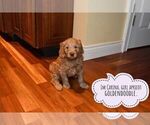 Small Photo #2 Goldendoodle Puppy For Sale in SAINT CLAIR SHORES, MI, USA