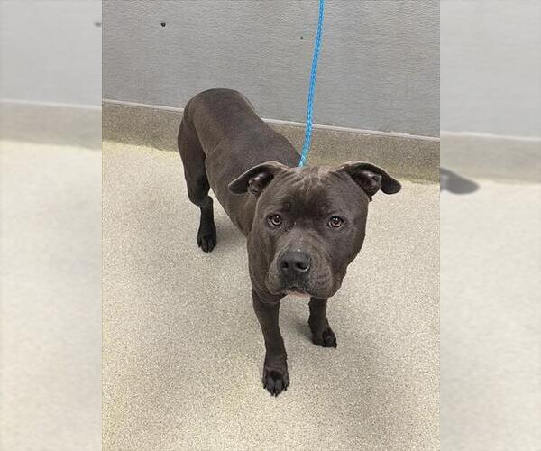 Medium Photo #1 Mutt Puppy For Sale in Las Vegas, NV, USA