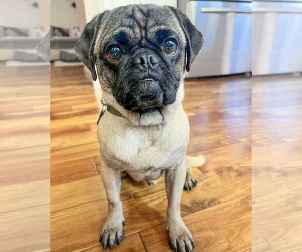 Medium Photo #4 Pug Puppy For Sale in Corona, CA, USA