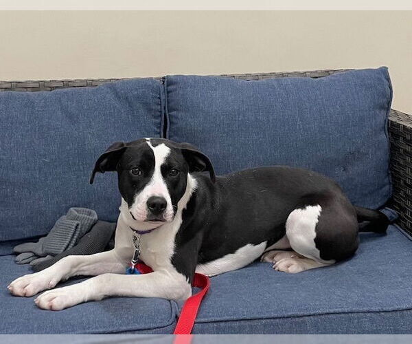 Medium Photo #10 Mutt Puppy For Sale in Elmsford, NY, USA
