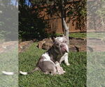 Small #7 American Pit Bull Terrier