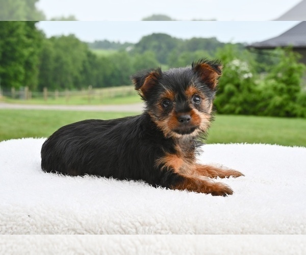 Medium Photo #1 Yorkshire Terrier Puppy For Sale in MILLERSBURG, OH, USA