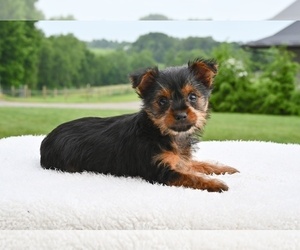Yorkshire Terrier Puppy for sale in MILLERSBURG, OH, USA