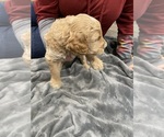 Puppy Purple collar Goldendoodle