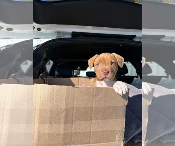 Medium Photo #4 Mutt Puppy For Sale in Derwood, MD, USA