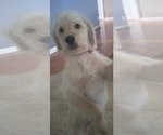 Small Photo #8 Labradoodle Puppy For Sale in JEFFERSONTOWN, KY, USA