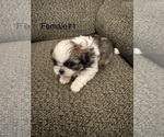 Puppy Puppy 3 Shih Tzu