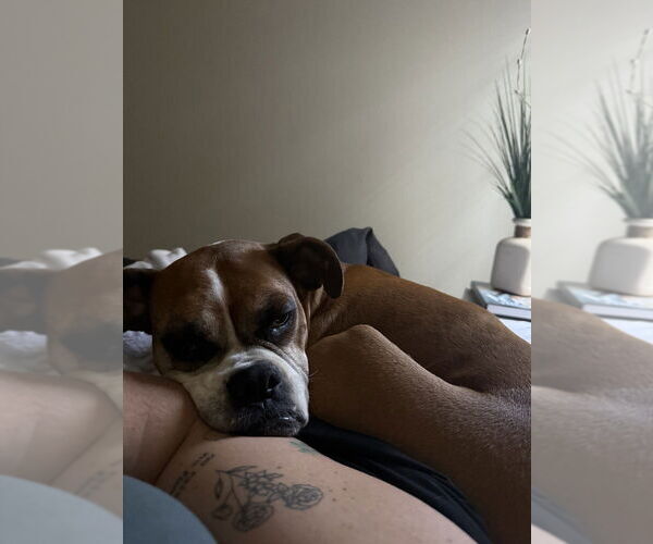 Medium Photo #24 Boxer Puppy For Sale in Austin, TX, USA