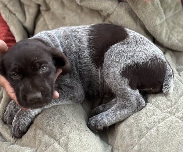 Medium Photo #8 German Shorthaired Pointer-German Wirehaired Pointer Mix Puppy For Sale in DEFUNIAK SPRINGS, FL, USA
