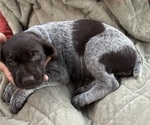 Small Photo #8 German Shorthaired Pointer-German Wirehaired Pointer Mix Puppy For Sale in DEFUNIAK SPRINGS, FL, USA