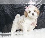 Small #2 Maltipoo