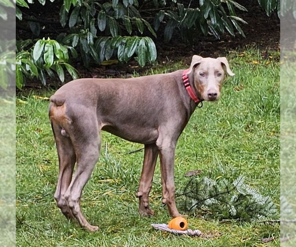 Medium Photo #7 Doberman Pinscher Puppy For Sale in Olalla, WA, USA