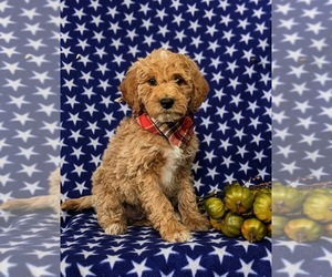 Goldendoodle (Miniature) Puppy for sale in GLEN ROCK, PA, USA