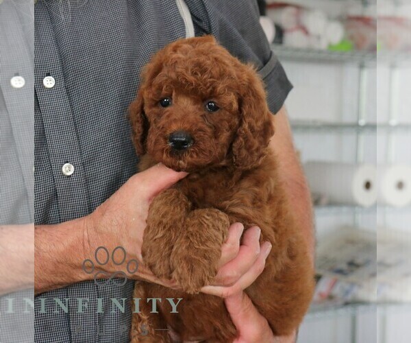 Medium Photo #3 Goldendoodle Puppy For Sale in GORDONVILLE, PA, USA