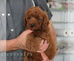 Small #2 Goldendoodle