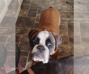 Boxer Dog for Adoption in LIVERMORE, California USA