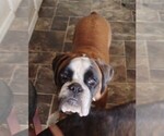 Small Boxer