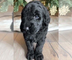 Goldendoodle Puppy for sale in O FALLON, MO, USA