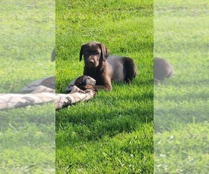 Labrador Retriever Puppy for sale in GREENWOOD, WI, USA