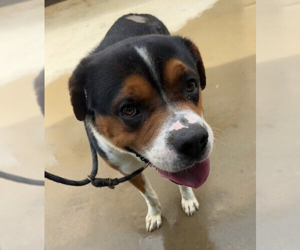 Medium Photo #1 Mutt Puppy For Sale in Tarrytown, GA, USA
