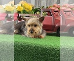 Small #3 Yorkshire Terrier