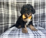 Small #4 Cavapoo