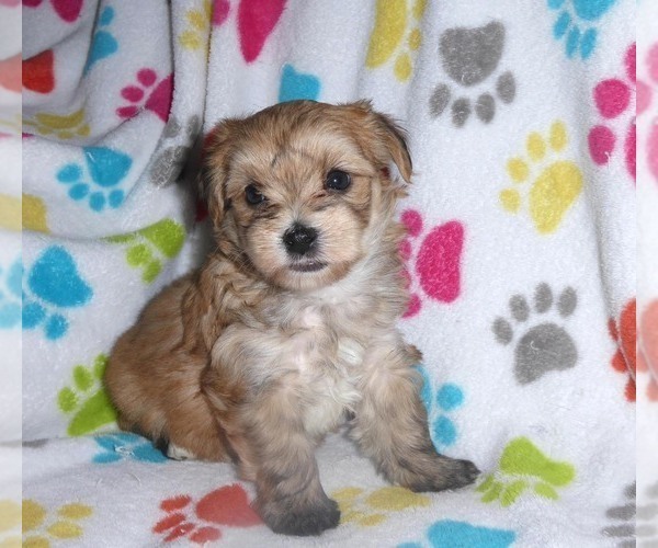 Medium Photo #9 Morkie Puppy For Sale in ORO VALLEY, AZ, USA