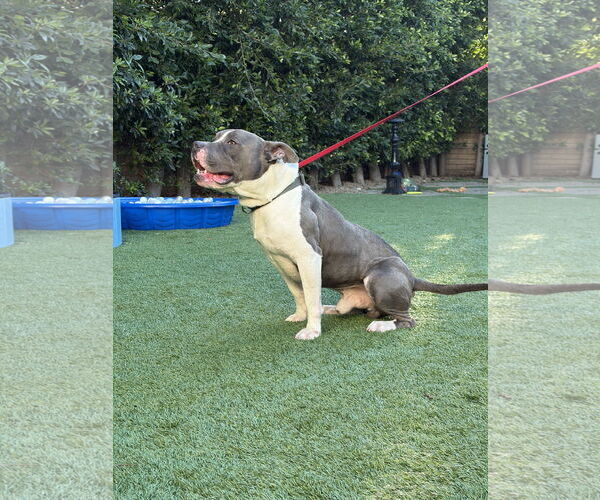Medium Photo #2 American Pit Bull Terrier Puppy For Sale in Berkeley, CA, USA