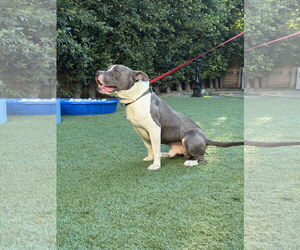 Zeus - Male American Pit Bull Terrier Dog for Adoption - Photo #2