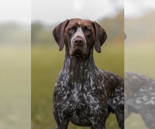 Medium Photo #1 German Shorthaired Pointer Puppy For Sale in VERNON, NY, USA