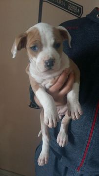 Medium Photo #1 American Staffordshire Terrier Puppy For Sale in Kragujevac, Central Serbia, Serbia