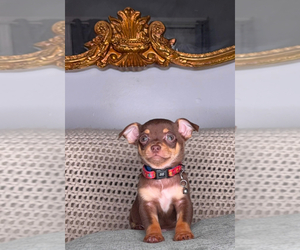 Chihuahua Puppy for sale in CHARLOTTE, NC, USA