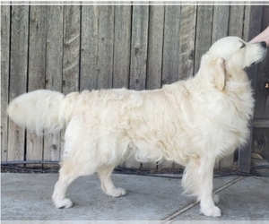 Father of the English Cream Golden Retriever puppies born on 04/11/2022