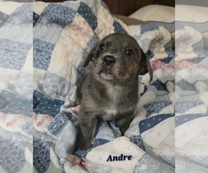 Andre- the A litter - Male Cairn Terrier-Unknown Mix Dog for Adoption - Photo #3