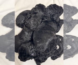 Poodle (Toy) Puppy for sale in MEMPHIS, TN, USA