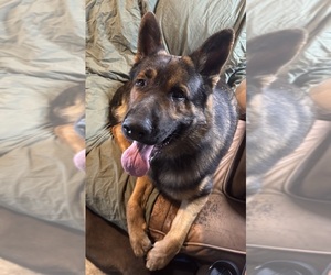 Father of the Malinois puppies born on 04/22/2025