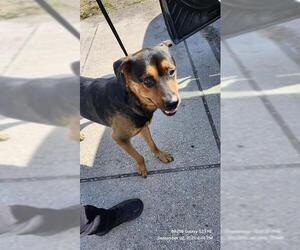 Rottweiler-Unknown Mix Dogs for adoption in San Antonio, TX, USA