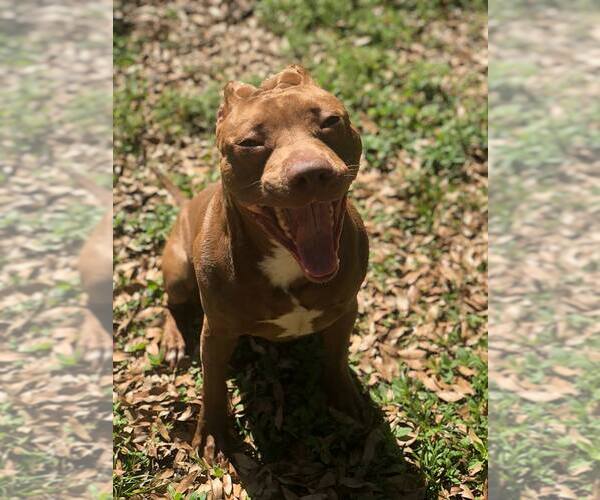 Medium Photo #9 American Pit Bull Terrier-Unknown Mix Puppy For Sale in  Gainesville, FL, USA