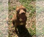 Small #8 American Pit Bull Terrier Mix