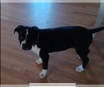Small Photo #2 American Pit Bull Terrier-Unknown Mix Puppy For Sale in Forest, VA, USA