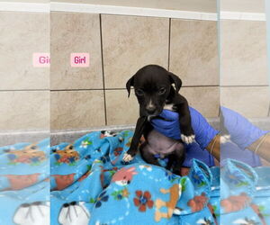 Mutt Dogs for adoption in Sterling, MA, USA