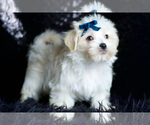 Small Photo #83 Morkie Puppy For Sale in WARSAW, IN, USA