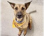 Small #1 German Shepherd Dog Mix