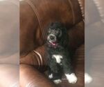 Small Photo #15 Goldendoodle Puppy For Sale in VONORE, TN, USA