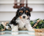 Small #2 Cavapoo