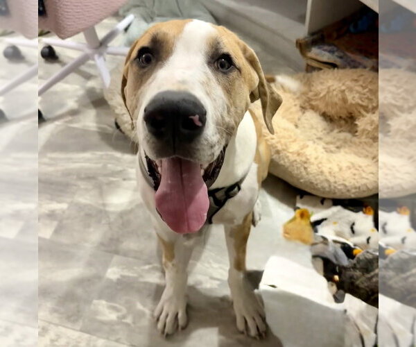 Medium Photo #3 Great Dane-Unknown Mix Puppy For Sale in OKLAHOMA CITY, OK, USA